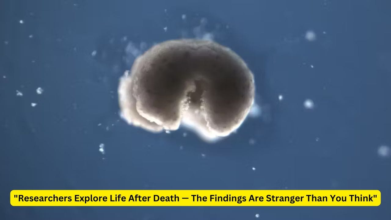 "Researchers Explore Life After Death