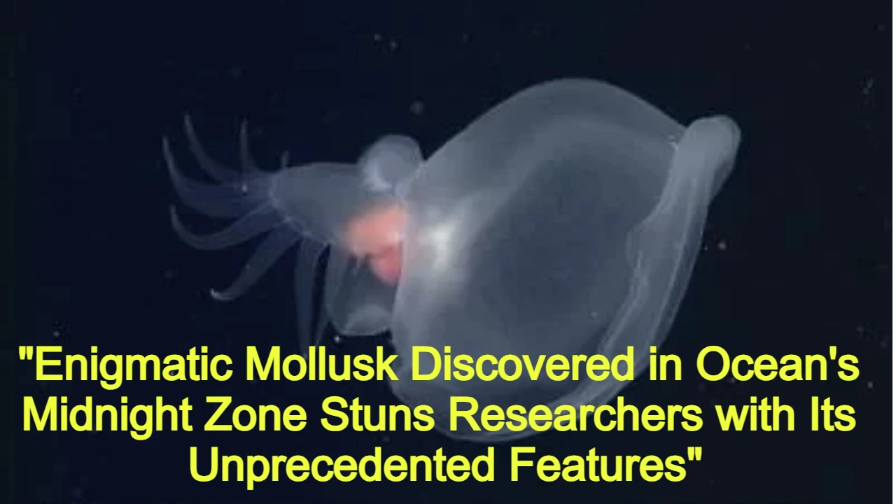 Mollusk Discovered